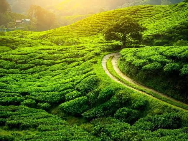 Darjeeling Tea Gardens
