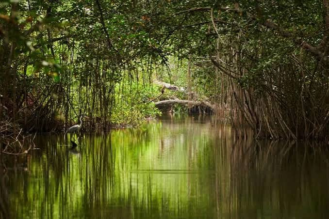 Sundarbans Mangroves